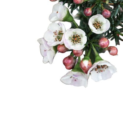 Chamalacium O Flor De Cera Planta Con Flor De Exterior_1