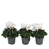 Violeta De Persia - 3 Pzs - Cyclamen Persicum 'metis White' - A10-20cm - ⌀9cm