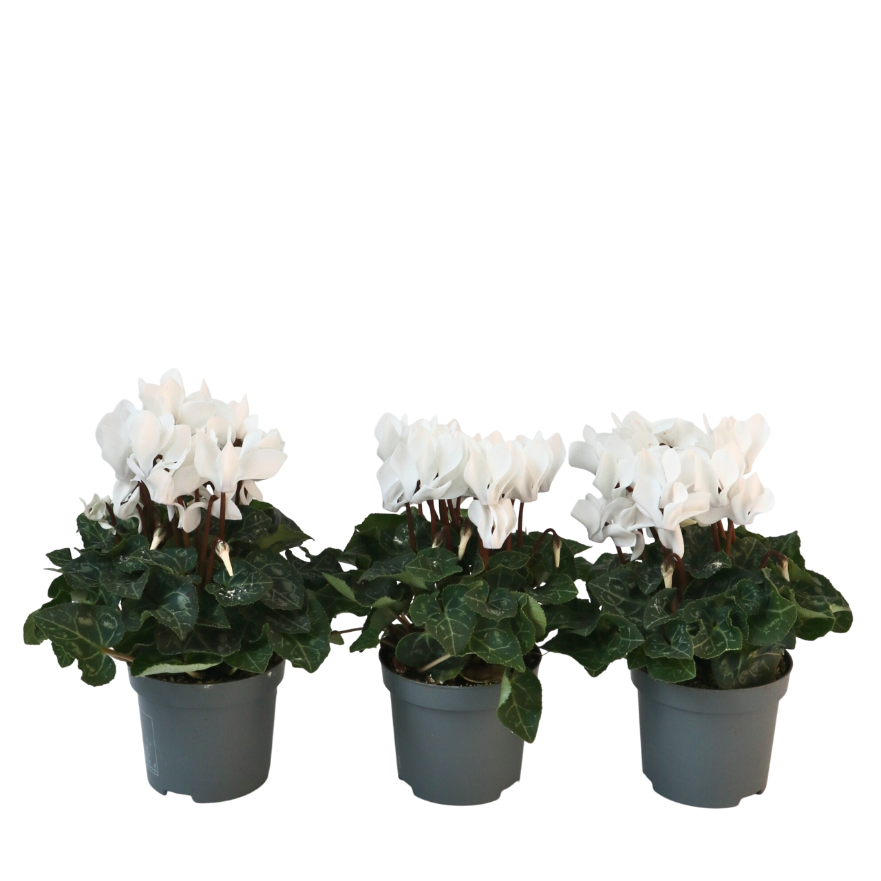 Violeta De Persia - 3 Pzs - Cyclamen Persicum 'metis White' - A10-20cm - ⌀9cm_0