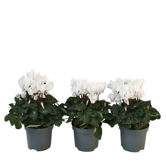 Violeta De Persia - 3 Pzs - Cyclamen Persicum 'metis White' - A10-20cm - ⌀9cm_0