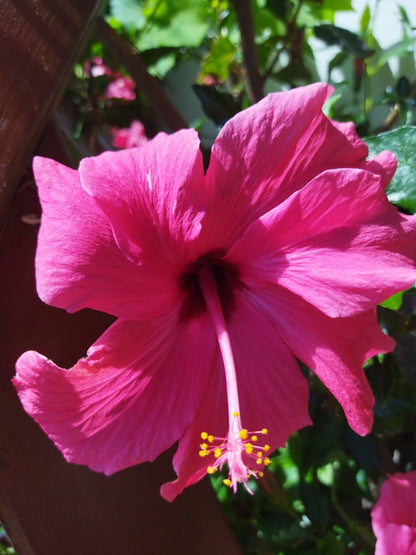 Hibiscus Sinensis Rojo_1