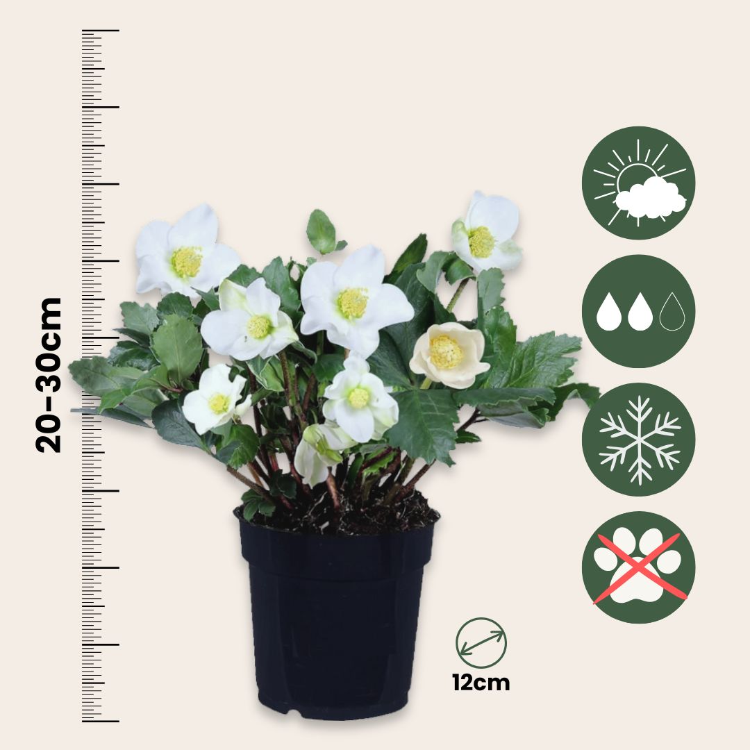 Eléboro - 3 Pzs - Helleborus Niger 'mont Blanc' - Altura 20-30cm - ⌀12cm