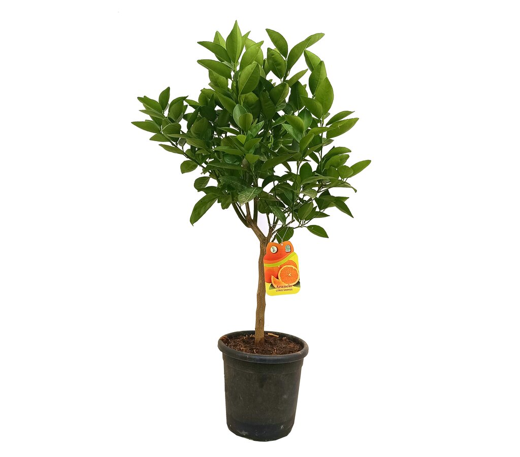 Naranjo Valencia Late M21 60-80cm