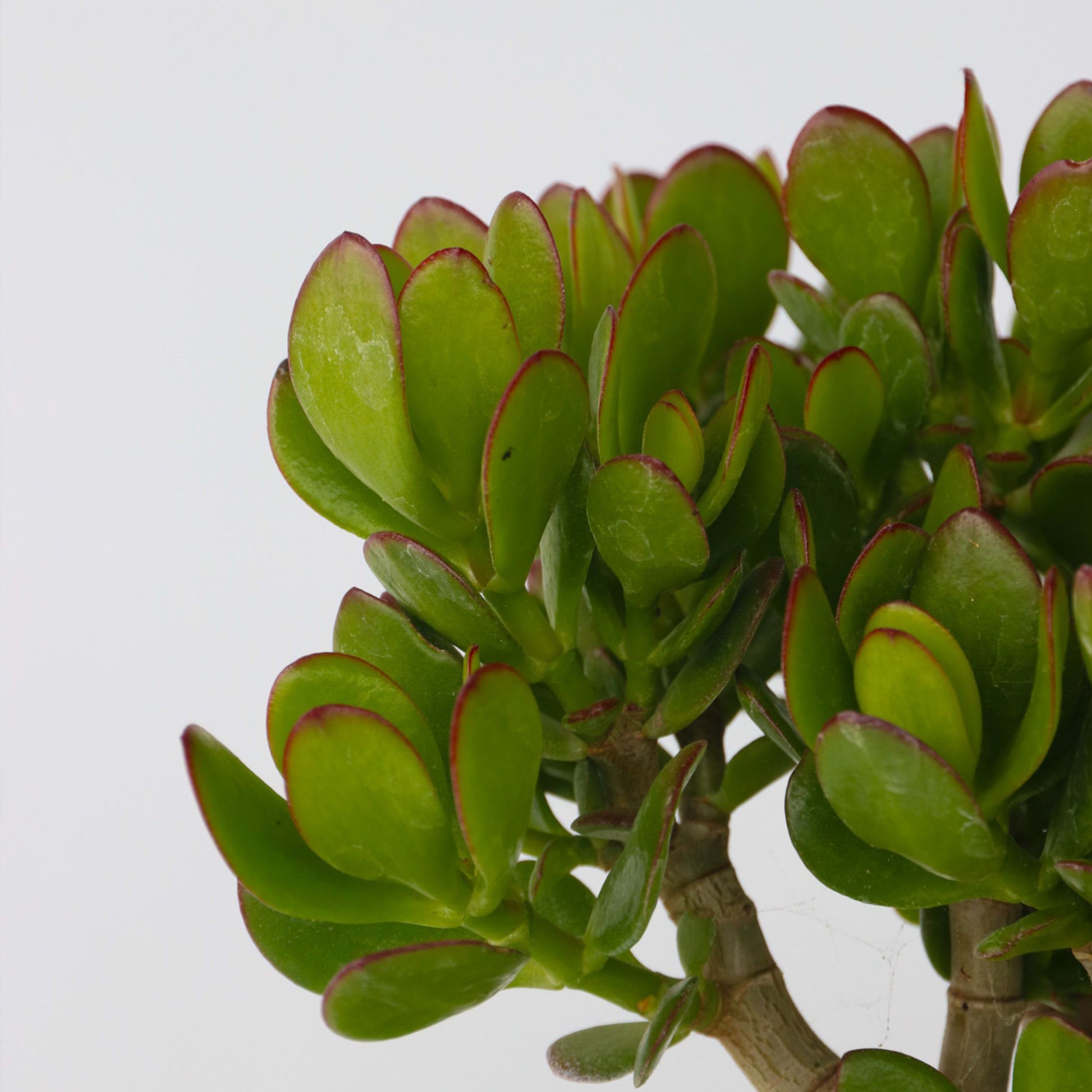 Árbol De La Suerte - Set 2 - Crassula Ovata - Altura 15-25cm - Ø12cm