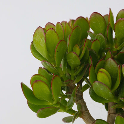 Árbol De La Suerte - Set 2 - Crassula Ovata - Altura 15-25cm - Ø12cm