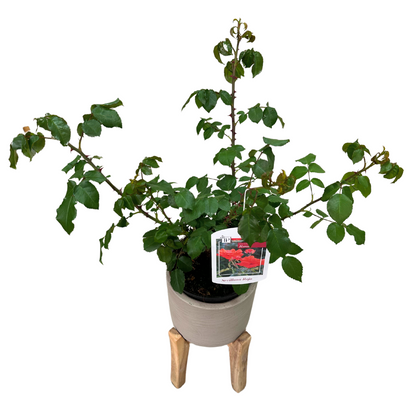 Rosal Sevillana Rojo M17