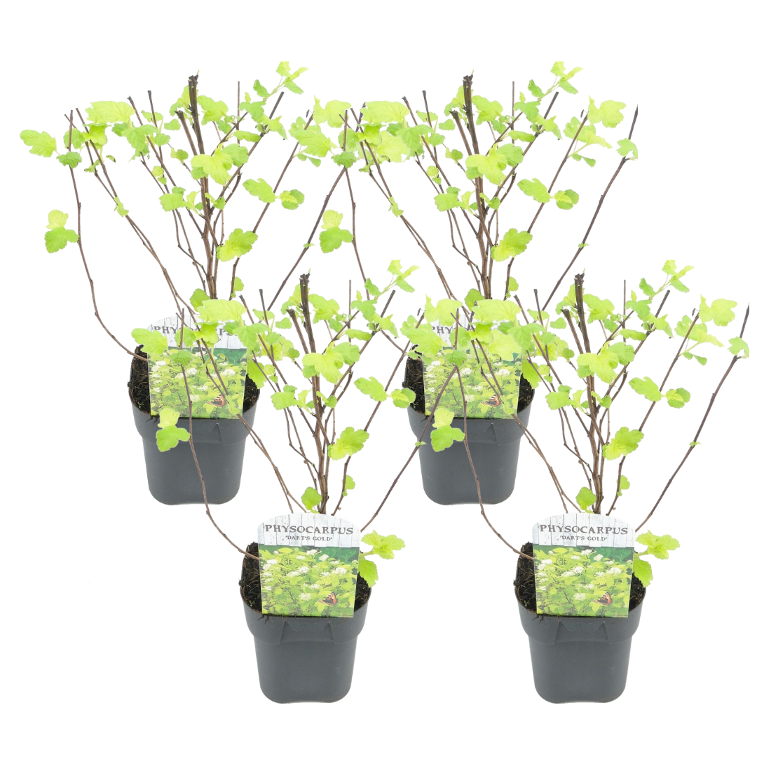 Ninebark - 4 Pzs - Physocarpus Opulifolius 'dart's Gold' - A30-40cm - ⌀17cm_0