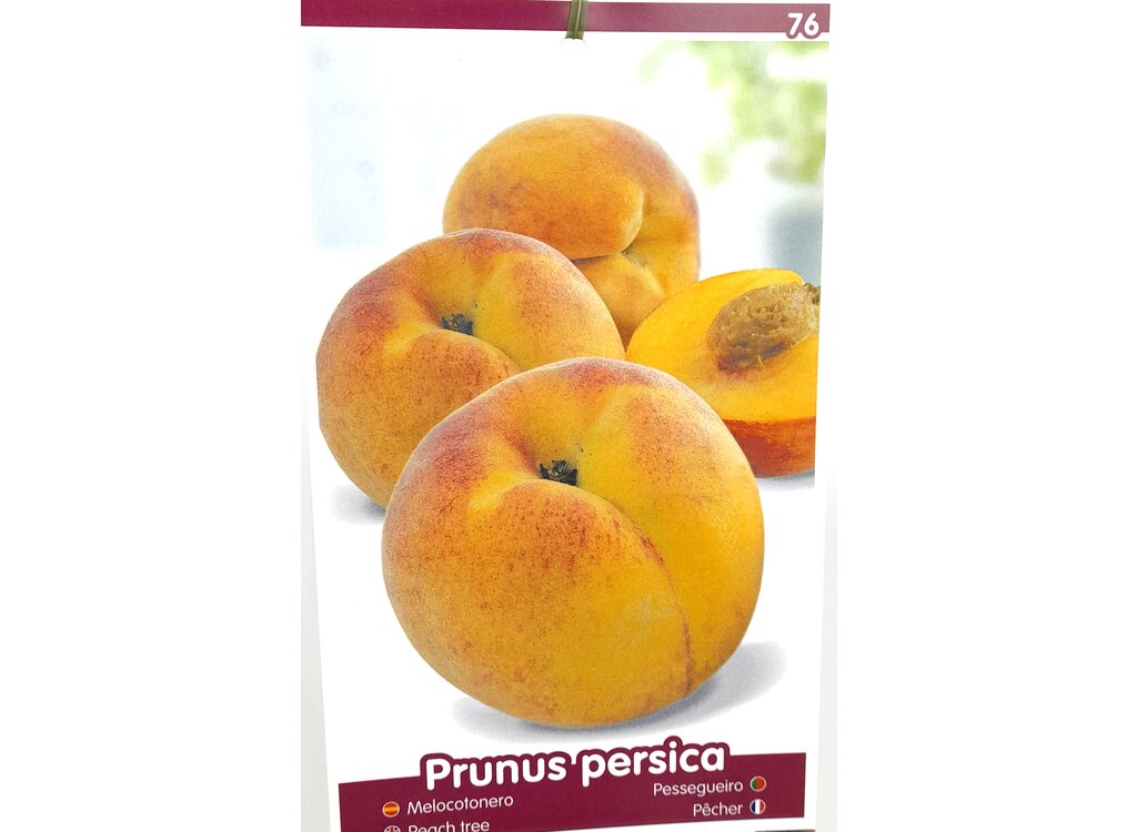 Melocotonero Maruja M25