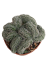Lobivia Densispina Crestada Planta Cactus Ø8