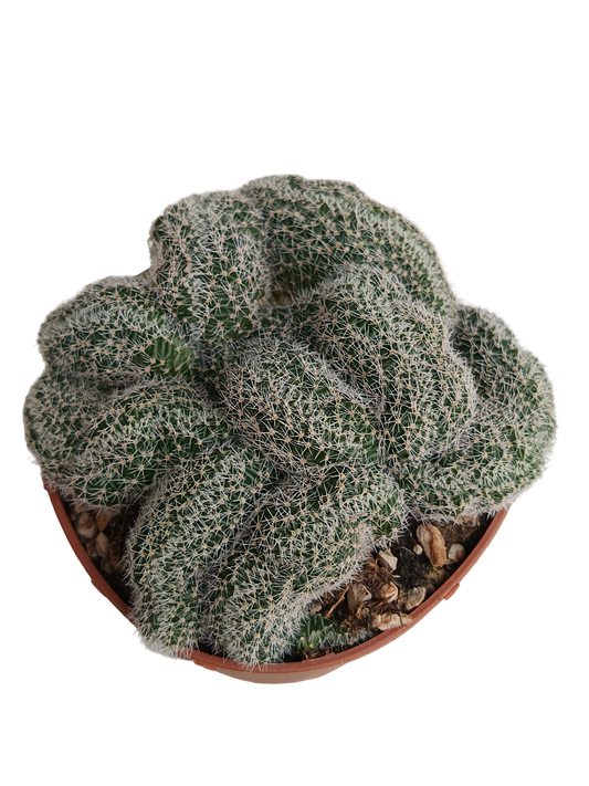 Lobivia Densispina Crestada Planta Cactus Ø8
