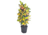 Croton Iceton M30 100-120cm