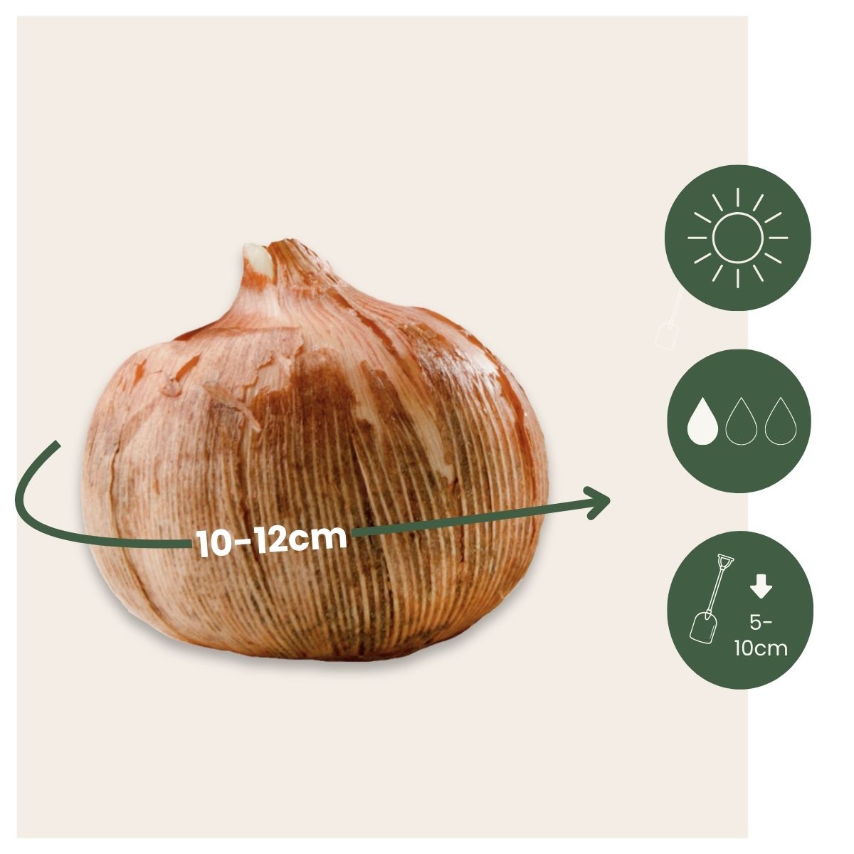 Crocus Caeruleus - 30 Pzs - Crocus 'white' - Bulbos De Flores - Blanco