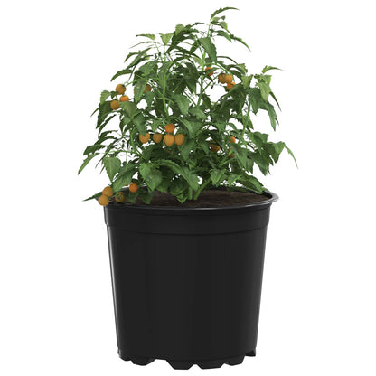 Maceta Redonda Para Flores 200 Uds. Negro Ø 15 X 13 Cm Plástico_2