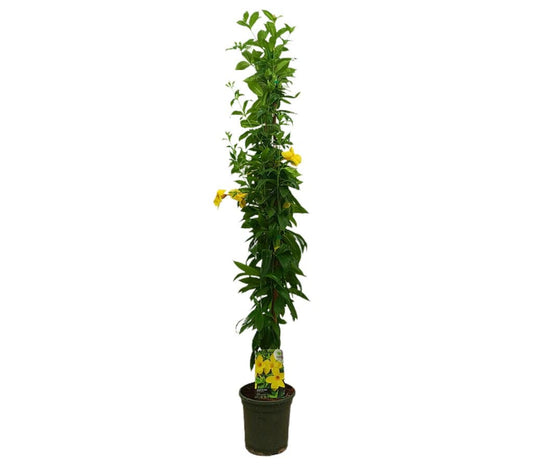 Allamanda Cathartica M21 180-200cm_0