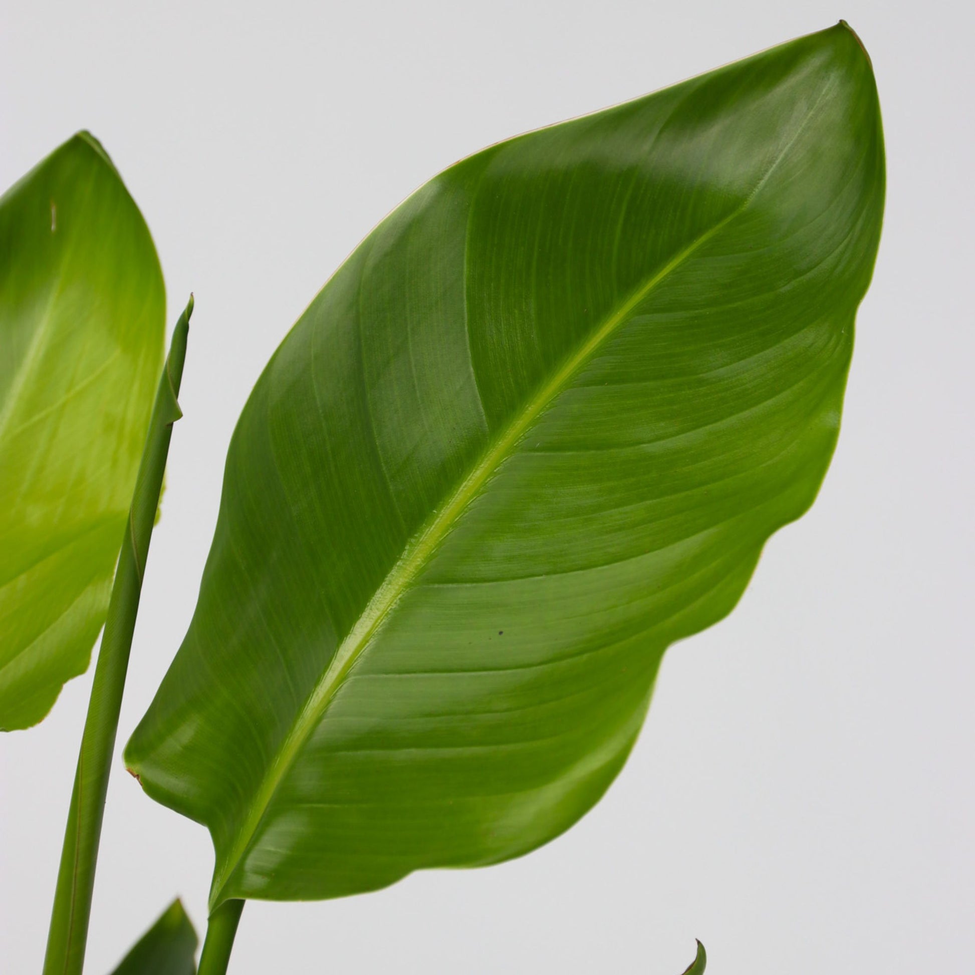 Flor Ave Del Paraíso - Strelitzia Nicolai - Altura 55-70cm - ⌀17cm