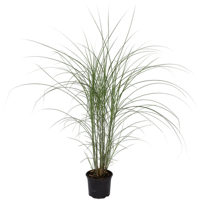 Eulalia - Miscanthus Sinensis 'kleine Silberspinne - Altura 20-30cm - ⌀23cm_0