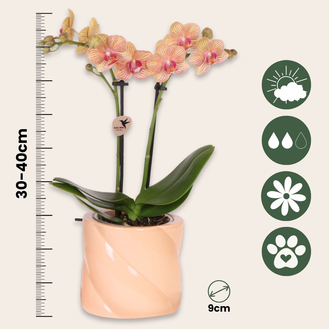 Set De Regalo Orquídea 'orange S' - Phalaenopsis - Altura 30cm_2
