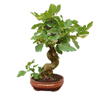 Bonsái Ficus Carica 24 Años (higuera)_0