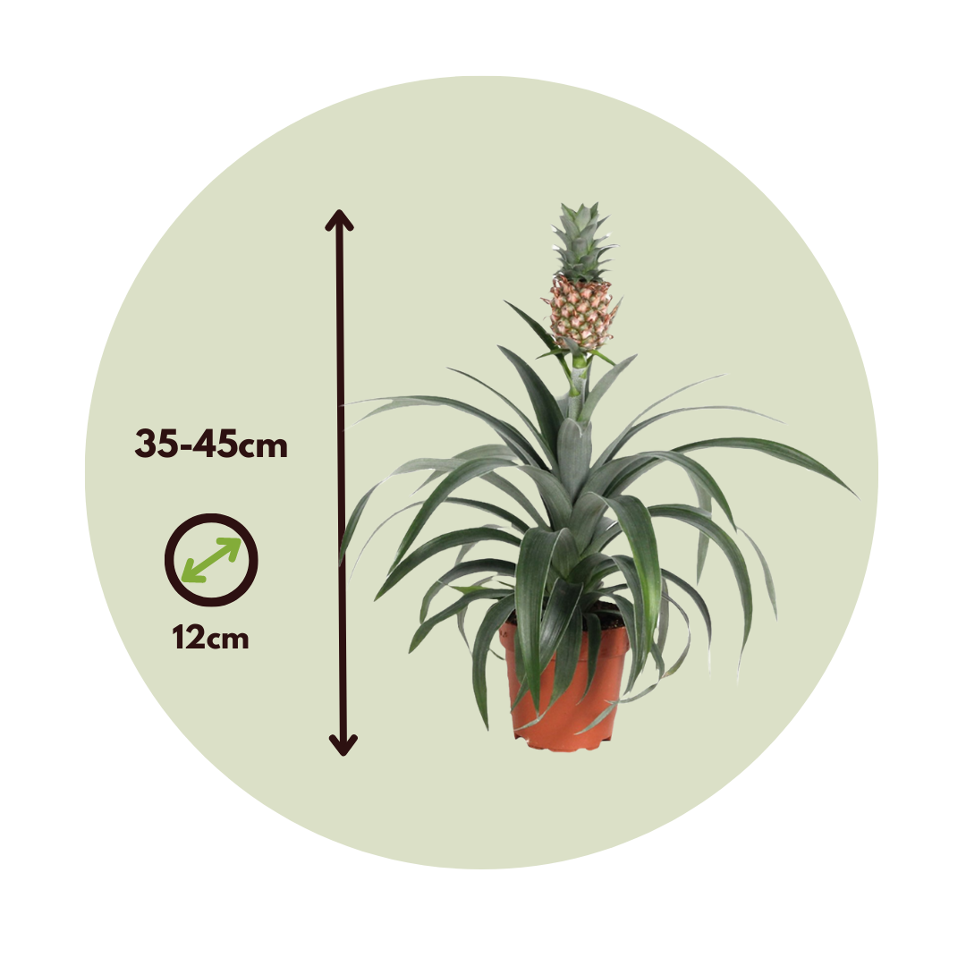 Planta De La Piña - 2 Pzs - Ananas Comosus 'mi Amigo' - Altura 35-45cm - ⌀12cm_2
