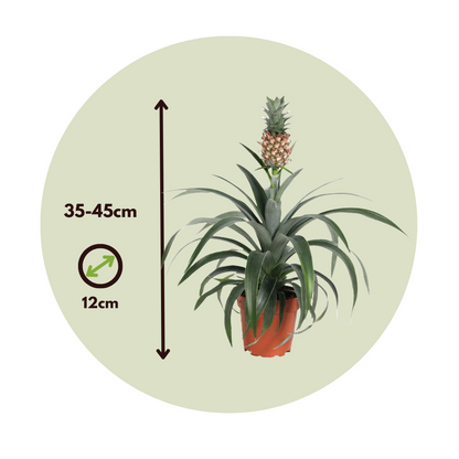 Planta De La Piña - 2 Pzs - Ananas Comosus 'mi Amigo' - Altura 35-45cm - ⌀12cm_2