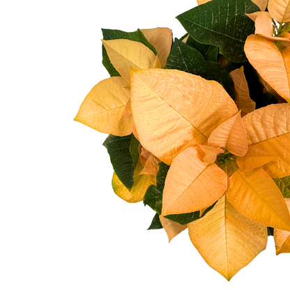 Poinsettia Coral M14: La Flor De Pascua Que Añade Calidez A Tu Navidad_1