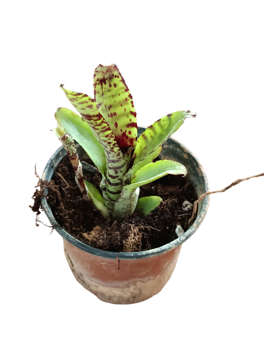 Neoregelia Lilliputeana Planta Bromelia Para Terrarios E Inteior