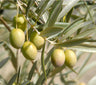 Olivo Manzanillo - Plantón 1 Metro - Aceituna Manzanilla - Planta Viva