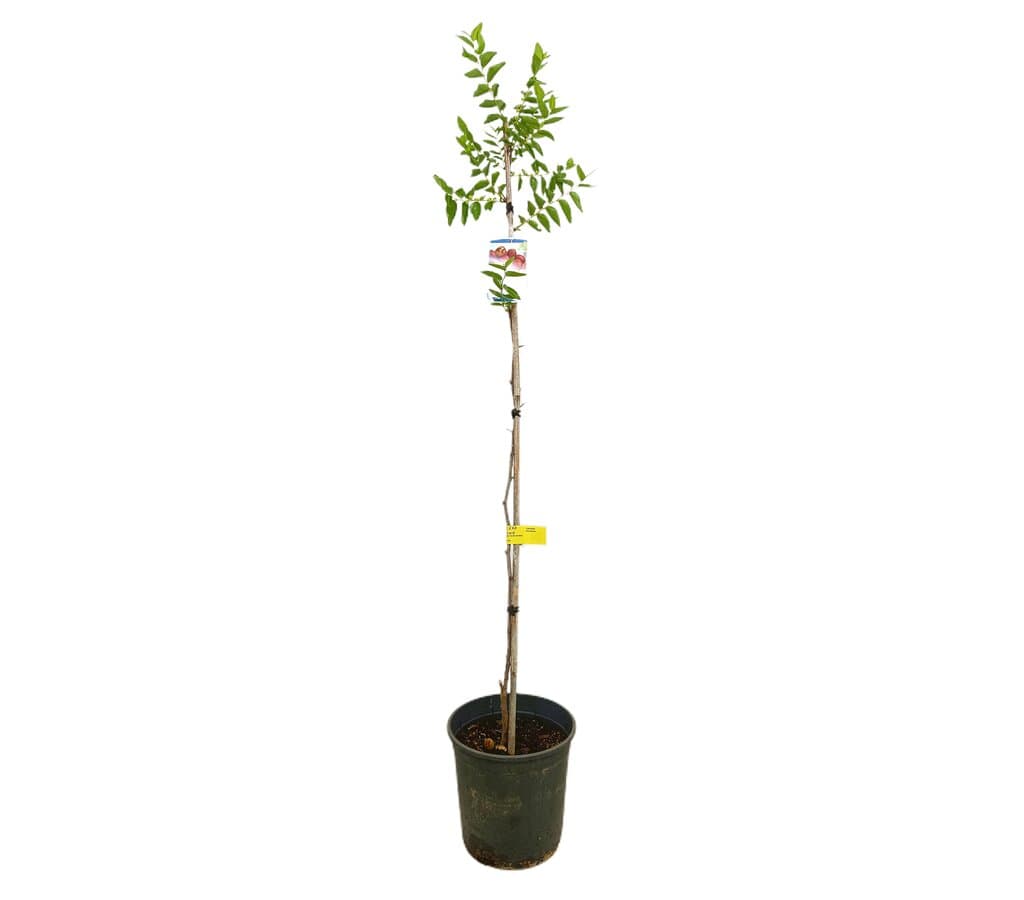 Jinjolero M25 150cm (azufaifo)_0