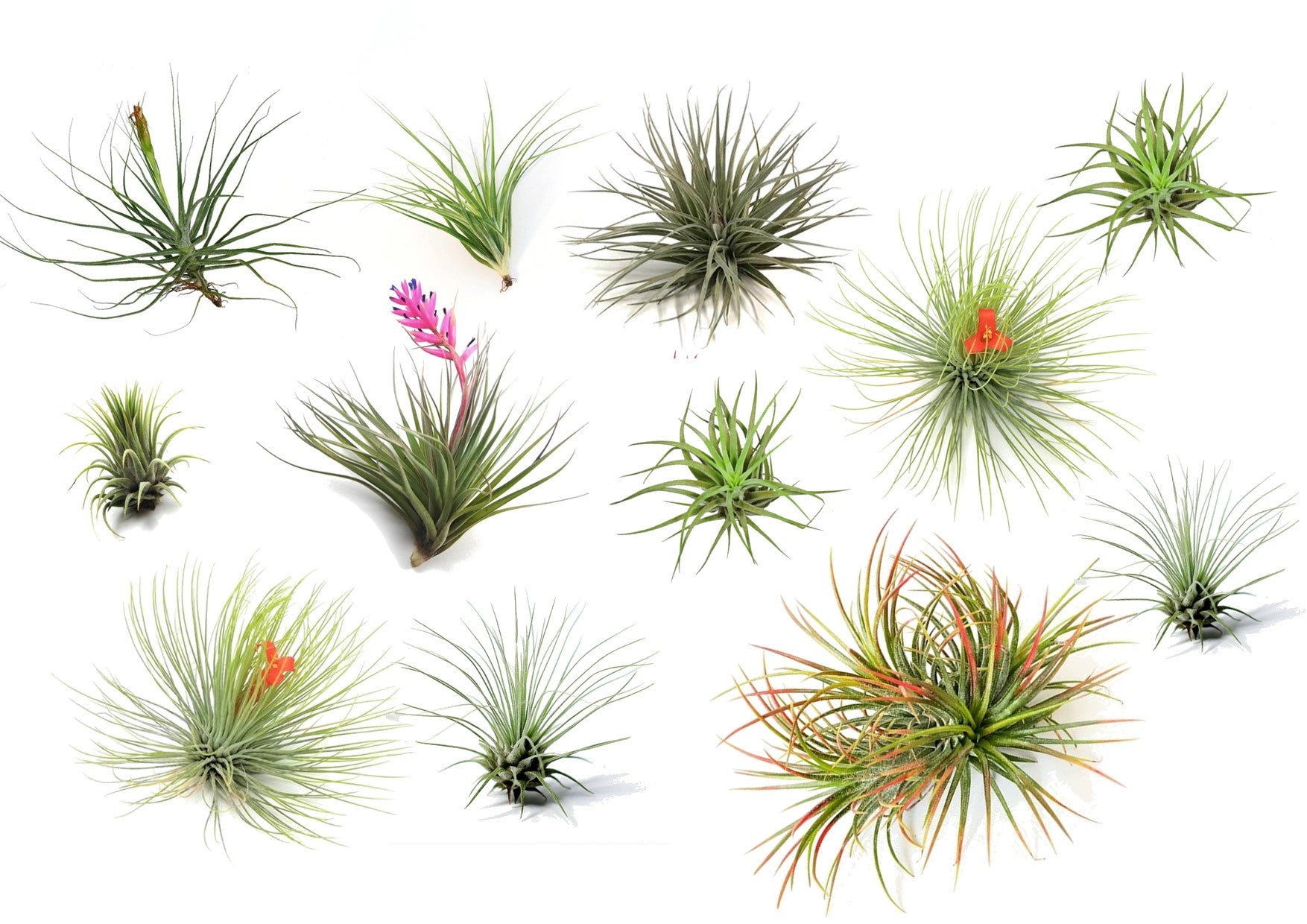 Claveles De Aire - 12 Pzs - Tillandsia - Altura 5-15cm - ⌀5cm