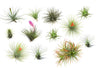 Claveles De Aire - 12 Pzs - Tillandsia - Altura 5-15cm - ⌀5cm