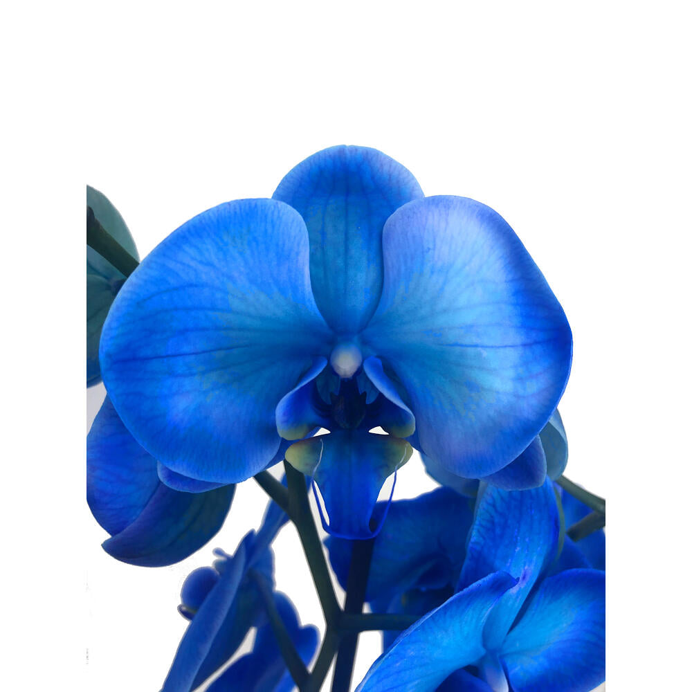 Orquídea Phalaenopsis Royal Blue M12 (azul)_1