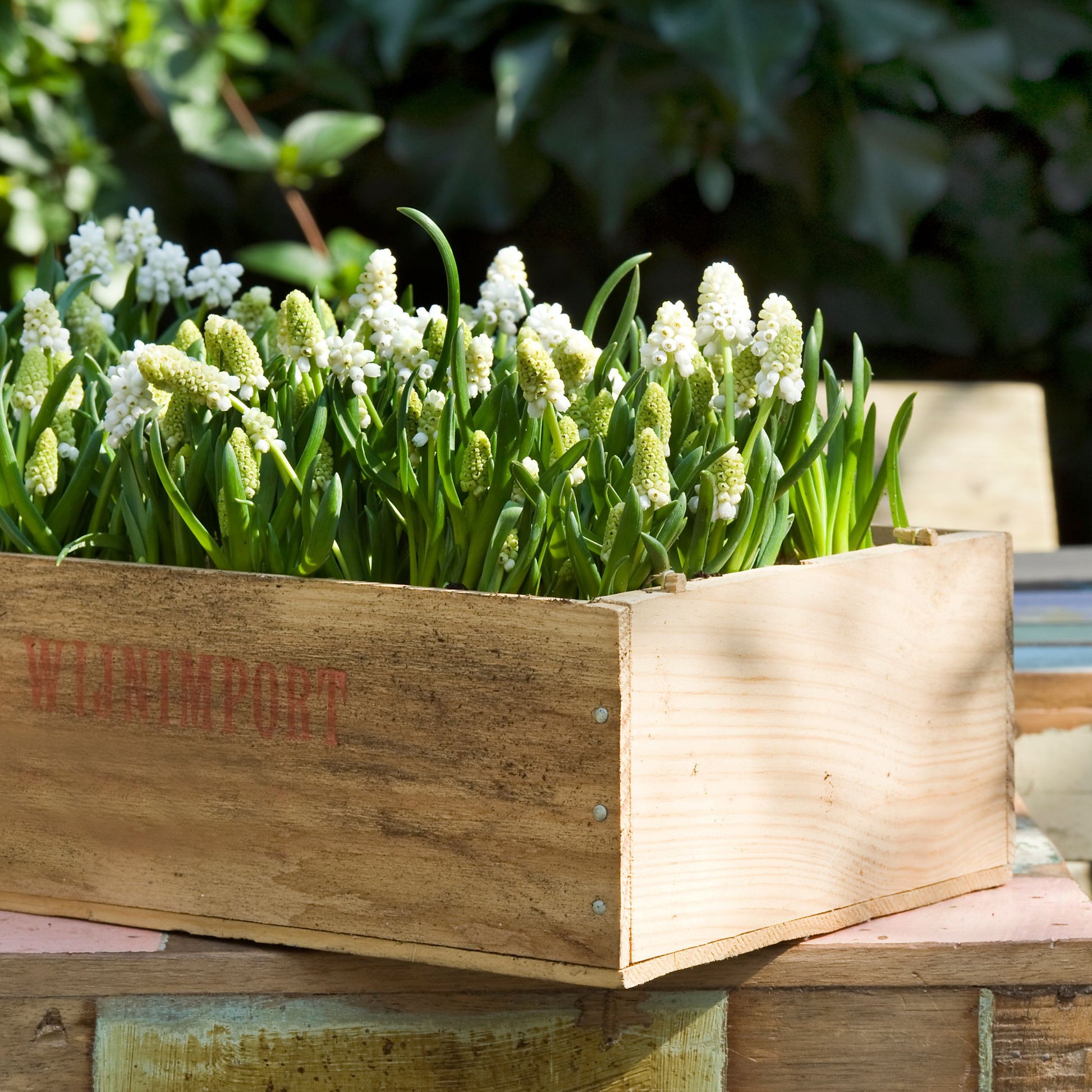 Jacintos De Uva - 50 Pzs - Muscari 'white Magic' - Bulbos De Flores - Blanco