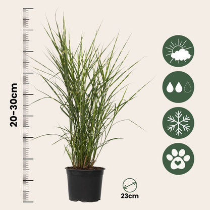 Pasto Plateado Chino - 2 Pzs - Miscanthus 'zebrinus' - Altura 20-30cm - ⌀23cm