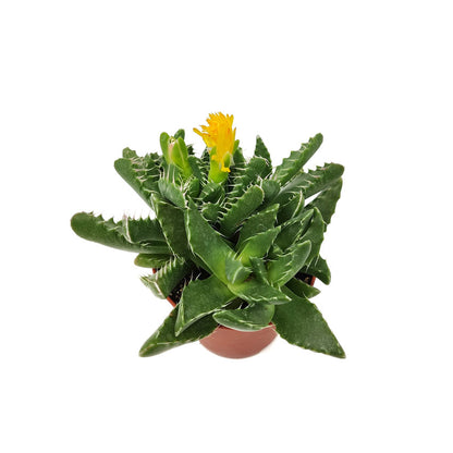 Faucaria Felina Cactus Y Suculentas M8,5 Cm Ø_1