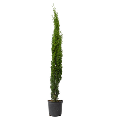 Ciprés - Arbol De Los Cementerios - Cupressus Sempervirens - A70-80cm - ⌀19cm_0