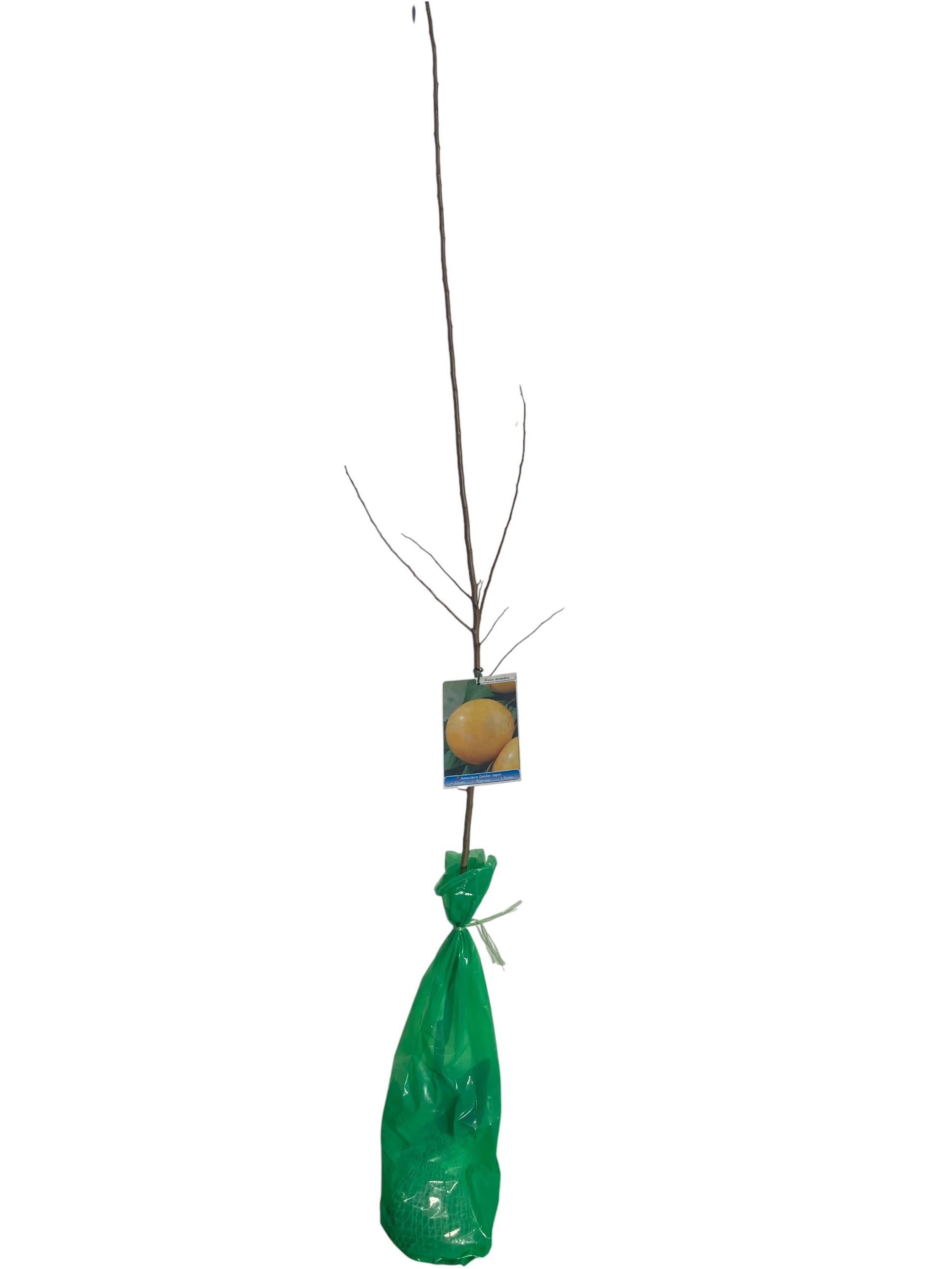 Frutal Ciruelo Amarillo Cepellón 140 CM_0