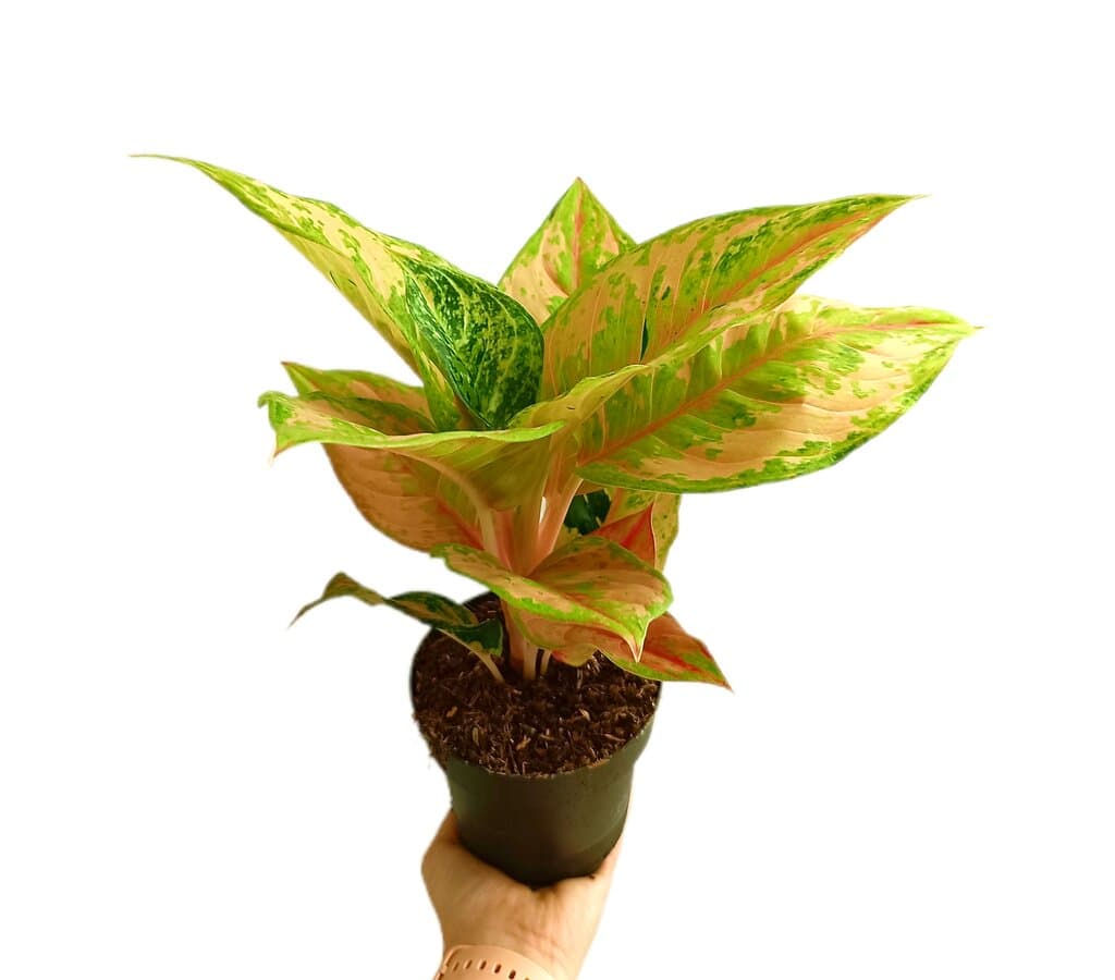 Aglaonema Pastella M12_0