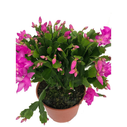 Schlumbergia M19 35cm (cactus De Navidad)_2