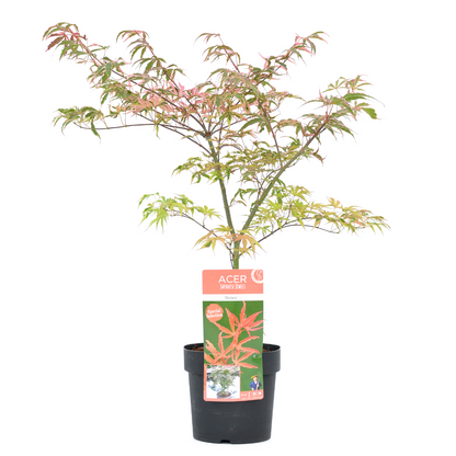 Arce Japonés - Acer Palmatum 'shirazz' - Altura 50-60cm - ⌀19cm_0