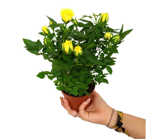 Rosal Amarillo M10_0