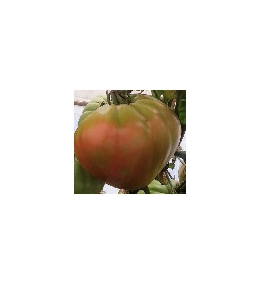 Plantón Tomate Huevo De Toro (10 Unidades)_0