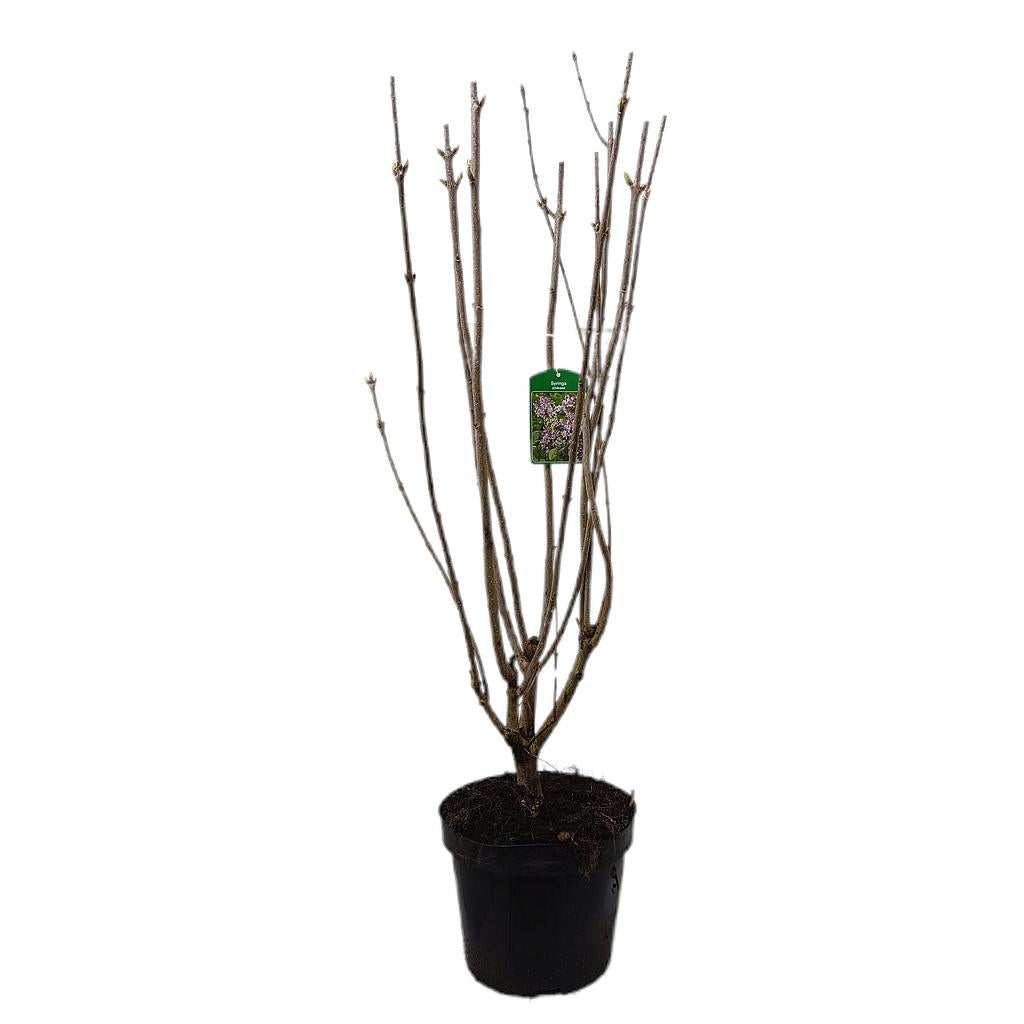 Syringa Josikaea M23_0