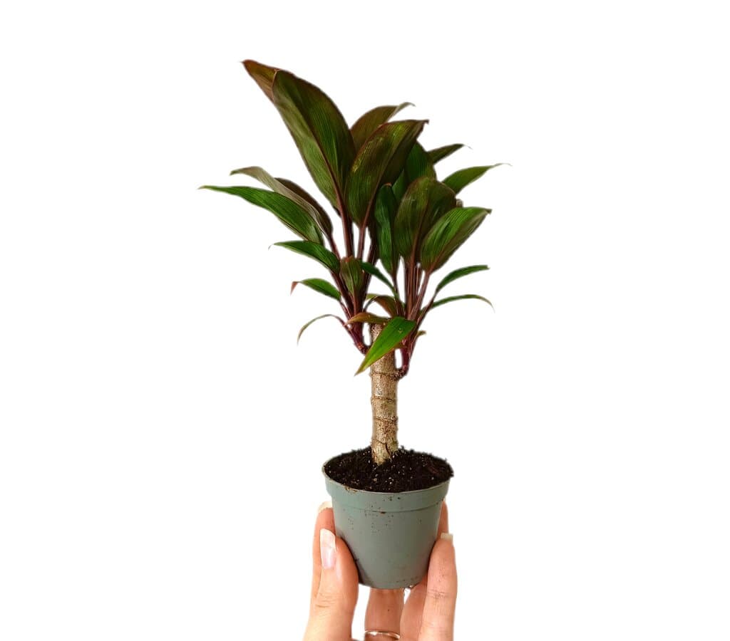 Cordyline Fructucosa M6_0
