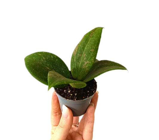Hoya Wibergiae M6_0