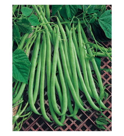 Plantón Judía Mata Baja (10 Unidades)_0