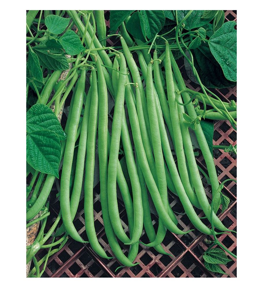 Plantón Judía Negra Perfección Polo (10 Unidades)_0