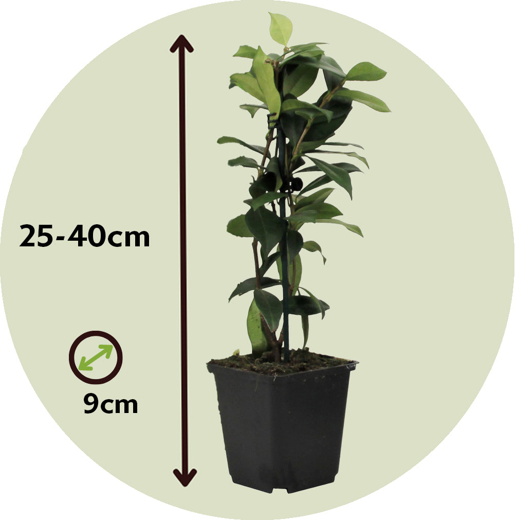 Jazmín Estrellado - 6 Pzs - Trachelospermum Jasminoides - Altura 25-40cm - ⌀9cm_2
