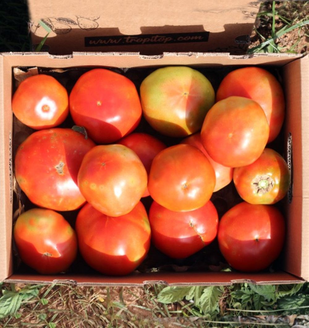 Caja De Tomates Valencianos Tropitop Caja De 15kg_3
