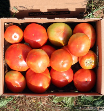 Caja De Tomates Valencianos Tropitop Caja De 15kg_3
