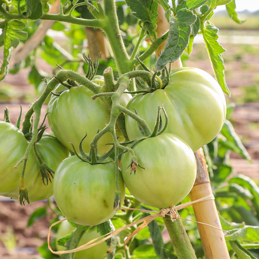 Plantón Tomate Híbrido 6 Unidades - PlantaBo_2